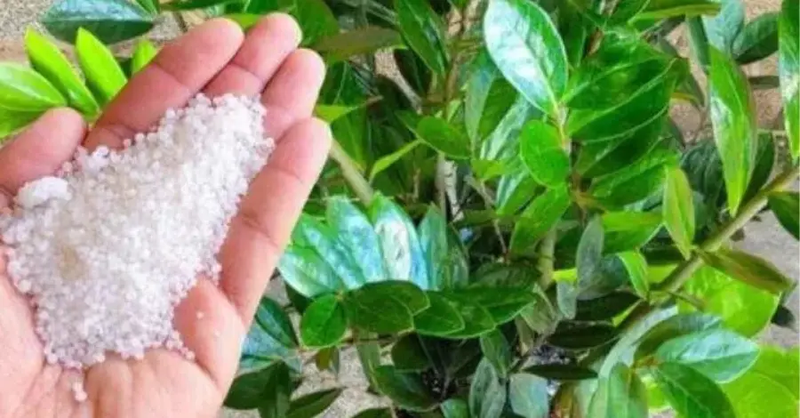 Como Estimular o Crescimento de Plantas Utilizando Sal