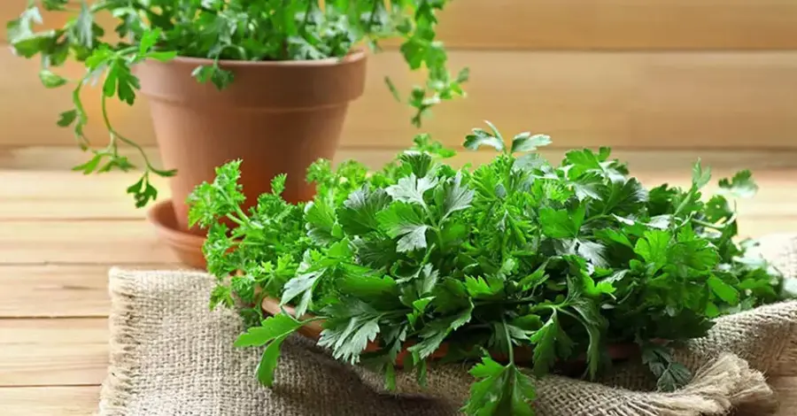 Cultivo de Coentro em Casa