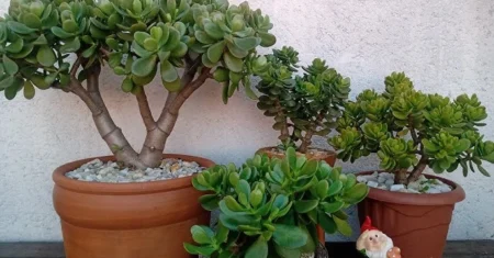 Cultivando Prosperidade com a Árvore de Jade