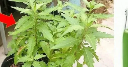 Benefícios da Erva de Santa Maria na Dieta: Um Tesouro Natural para Sua Saúde