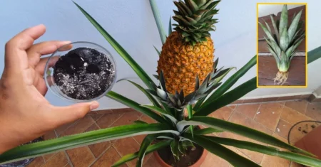 Como Cultivar Abacaxi em Casa
