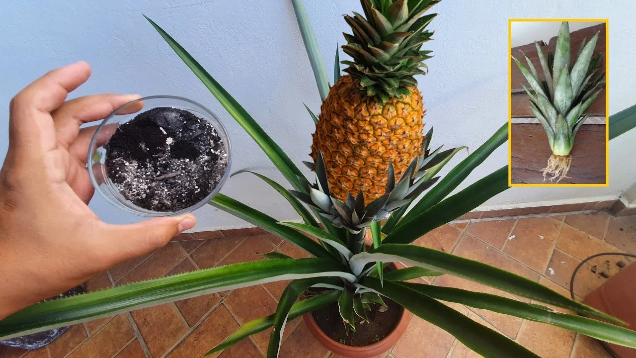 Como Cultivar Abacaxi em Casa