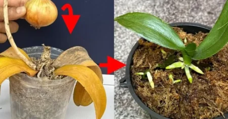 Cultivando Orquídeas com a Ajuda da Cebola